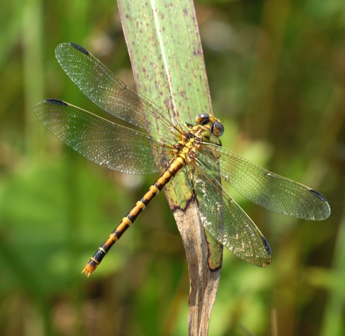 Female
23 June 2007  Pike